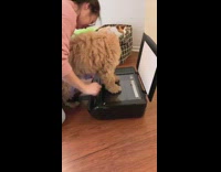 Girl tries to scan paws brown dog 