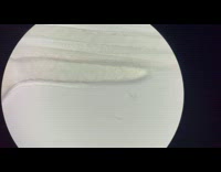 Submitter shows microscopic view of fish embryo blood flow