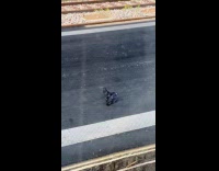 Pigeon Interrupts Pigeon Couple to Mate on Train Platform