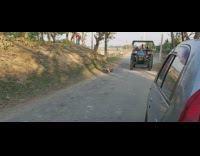 Group of ducks followed by the truck on the road