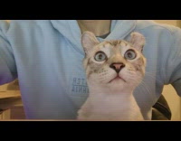 Cat in owners lap stare at the direction of the camera with wide eyes