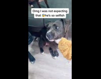 Dog gets angry at other dog for trying to eat chicken