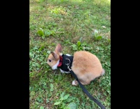 Brown rabbit on leash eat leaf grass