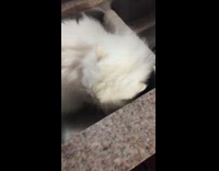 Fluffy white cat in sink peeing