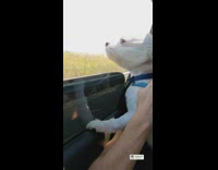 White dog blue harness looks car window
