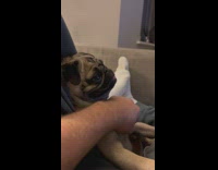 Pug dog on lap gets belly scratches 