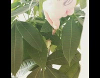Chameleon eats cricket out of guys hand