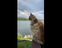 Cat watch around the park with rainbow on the sky 