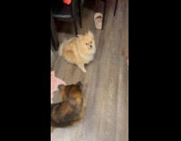 Woman throws meat for dogs to eat