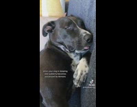 Black dog sleeping face switching on blue towel blanket