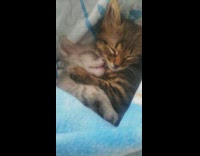 2 Kittens cuddle while sleeping 