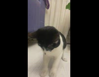 Cat cant get fly on its nose