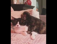 Black brown cat jumps on cat chair 