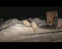 Polar bear on dump area approach car