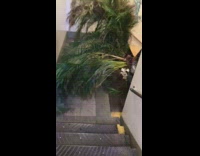 Man Helps Person Carry Palm Tree Up Stairs 