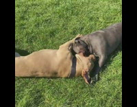 2 dogs roll around and play 