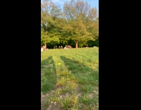 People at park have picnic with duck