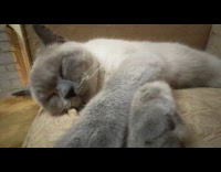 Collab PLC - Siamese cat paw twitches while its asleep