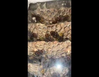 Hornets build nest outside my attic window