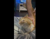 Orange white cat on bed getting aggressively pet by two hands 