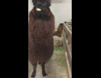 Brown alpaca has very big teeth
