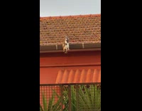 Black white cat fall from red roof