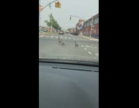 Car drives by three geese crossing street 