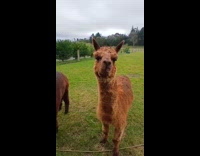 Brown alpaca spit out food to filmer