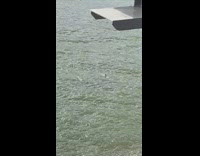 Dolphins swim ocean black yellow buoy line 