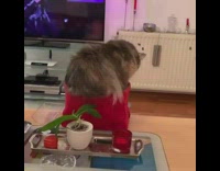 (3RD PARTY CONTENT) Cat sits in red storage cube box