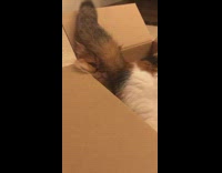 Cat hits other cat with tail box