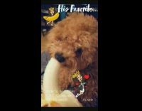 Fluffy brown dog eats banana