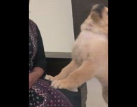 Lady points hair dryer at puppy 