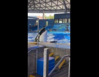 SeaWorld orca shakes head and tongue trick