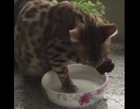 Brown cat front paws in water bowl 