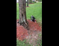 Duck tries to hump another duck beside tree