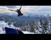 Grey bird lands on hand takes food