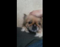 Fluff brownish white dog climbs up to owners leg to be pet