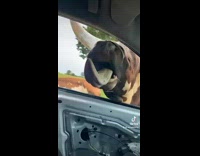 Cow with head inside of car girls screaming 