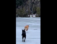 Collab Clips MPGUC - Three dogs chase stick on ice