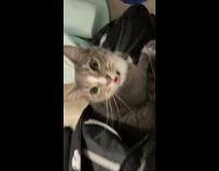 Cat hiding in backpack wants to go to school 