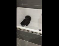 Collab BitchMP - Black cat in white bath tub pooping in corner 