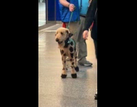 Dog dyed fur colored like giraffe airport