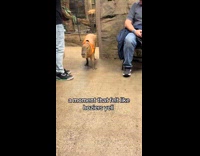 Submitter shows capybara wears vest with leash