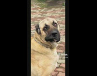 Man Holds Mirror in Front of Dog