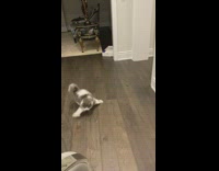Grey and white cat chases red laser