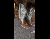 Brown labrador dog wears blue cowboy boots