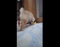 Dog playing toys tries to eat camera