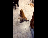 Dog Stretches Leg Out as it Lays on Floor