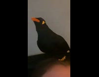 Black bird on girls head can speak 